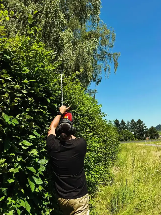 Enrico Caruso beim Schneiden einer hohen Hecke